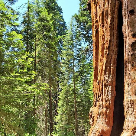 Redwood Retreat, Mountains, Adventure And Nature Ponderosa エクステリア 写真