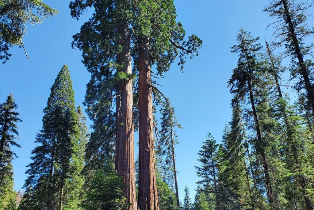 Redwood Retreat, Mountains, Adventure And Nature Ponderosa エクステリア 写真