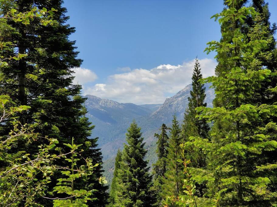 Redwood Retreat, Mountains, Adventure And Nature Ponderosa エクステリア 写真