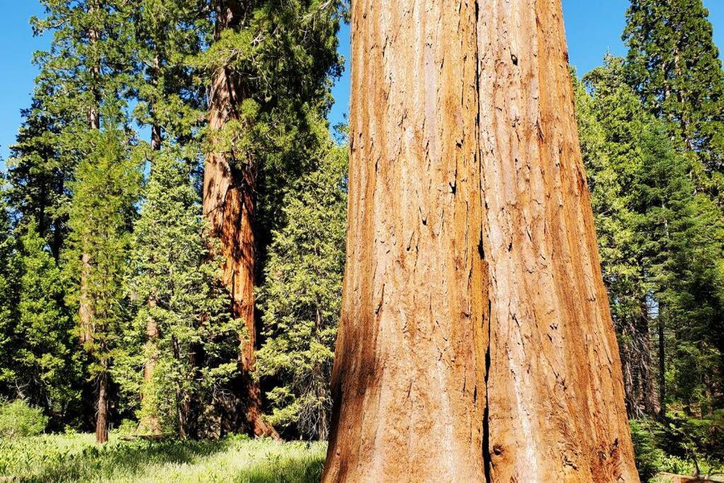 Redwood Retreat, Mountains, Adventure And Nature Ponderosa エクステリア 写真