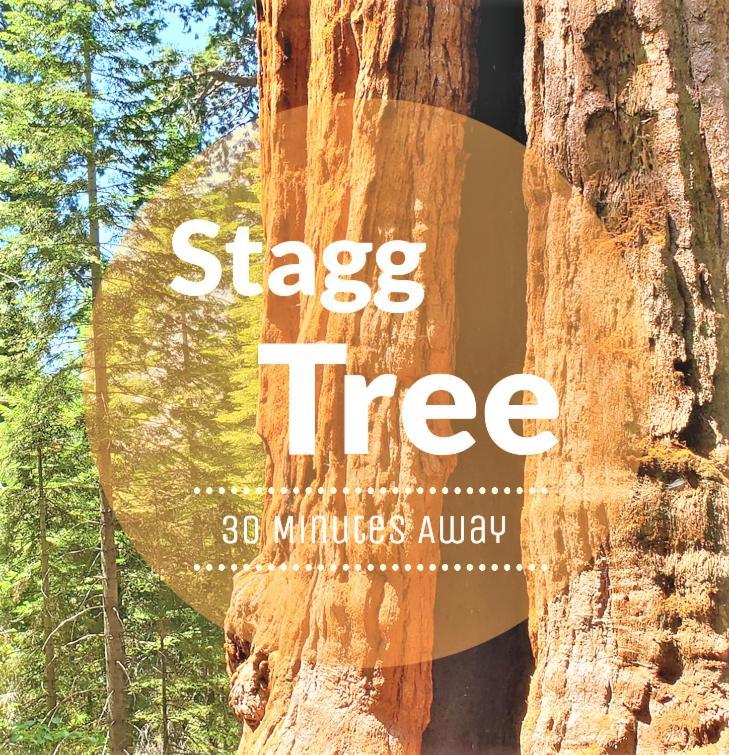 Redwood Retreat, Mountains, Adventure And Nature Ponderosa エクステリア 写真