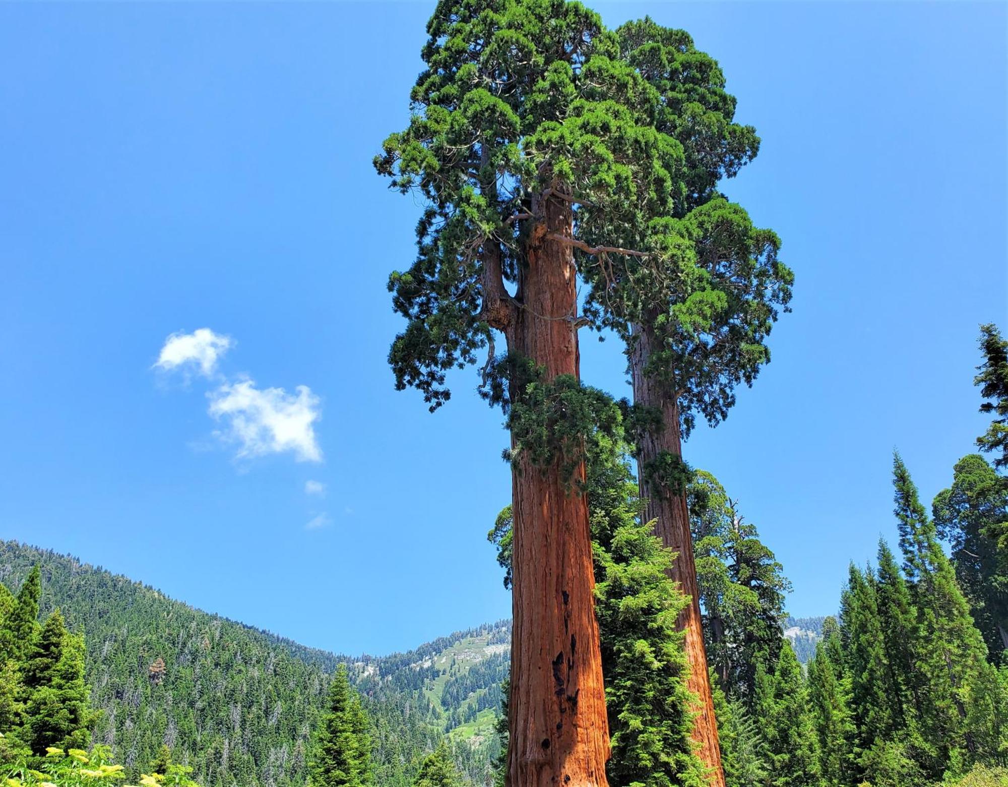 Redwood Retreat, Mountains, Adventure And Nature Ponderosa エクステリア 写真