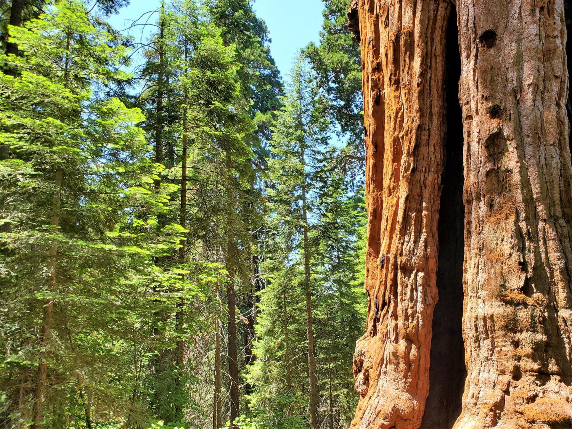 Redwood Retreat, Mountains, Adventure And Nature Ponderosa エクステリア 写真